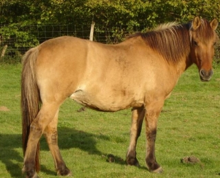  Granja de caballos en 86 